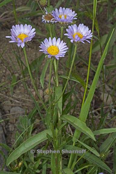 erigeron glacialis var glacialis 6 graphic